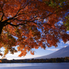 富士と紅葉