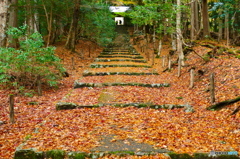 常照皇寺参道にて