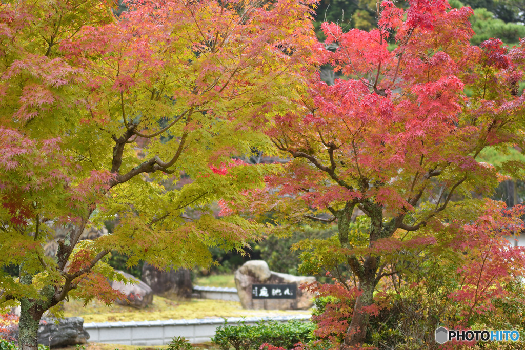 大池寺紅葉