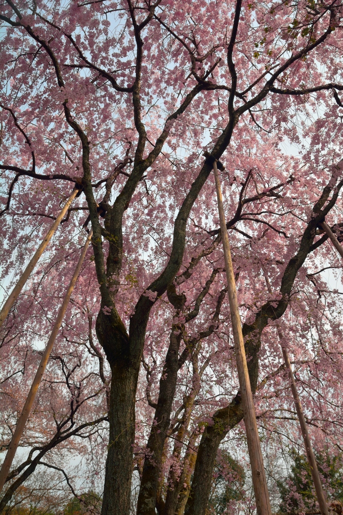 龍安寺桜苑