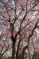 龍安寺桜苑