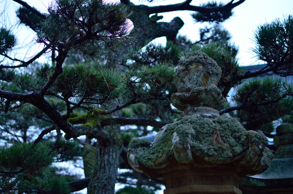 松と苔灯篭