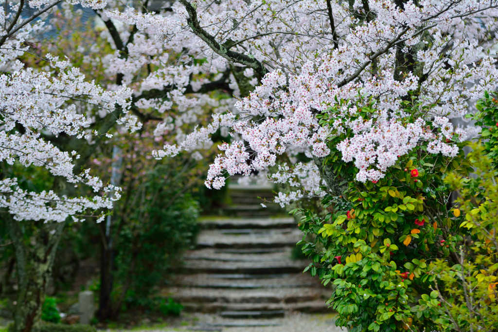 桜道