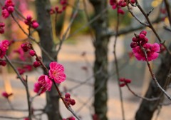 梅の花は春の花