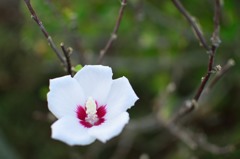白い花一輪