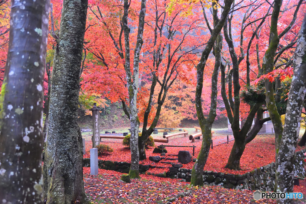 鶏足寺山道横