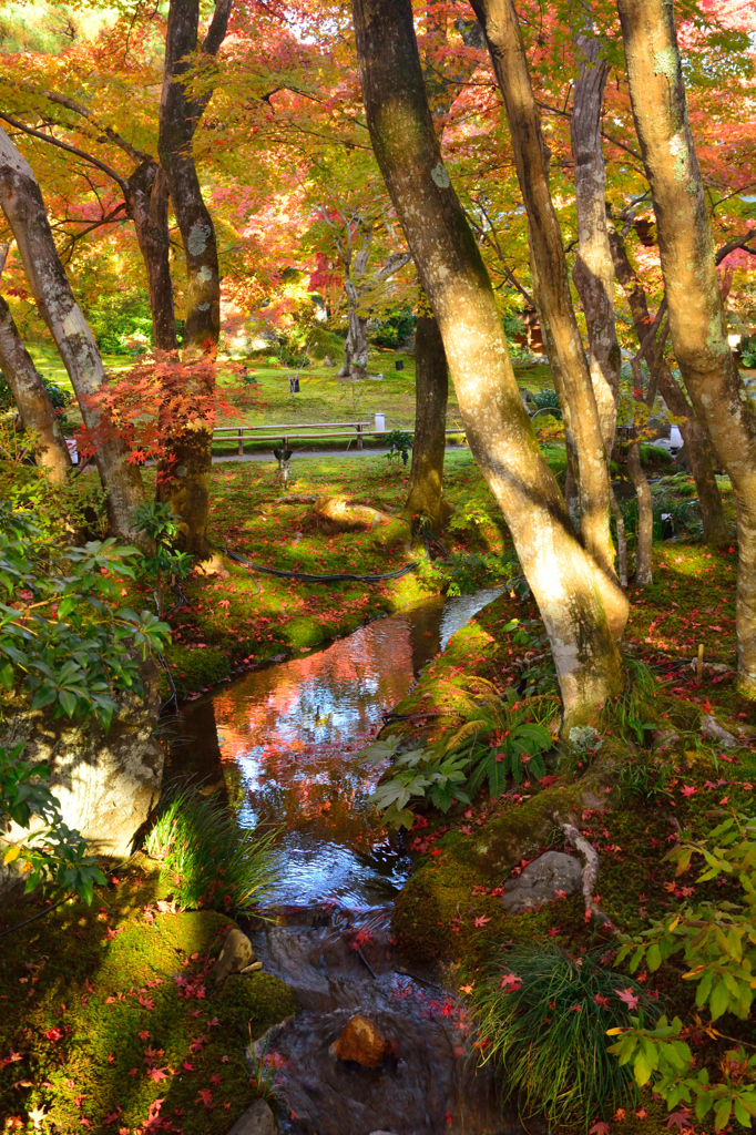京都嵐山散策、宝厳院その六