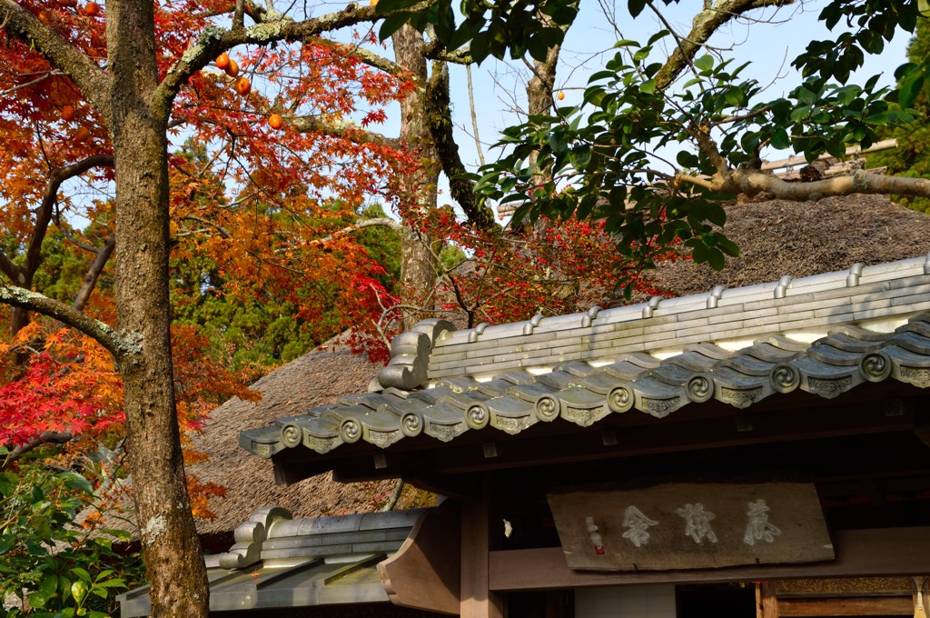藁葺きと瓦と紅葉と柿
