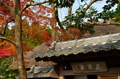 藁葺きと瓦と紅葉と柿