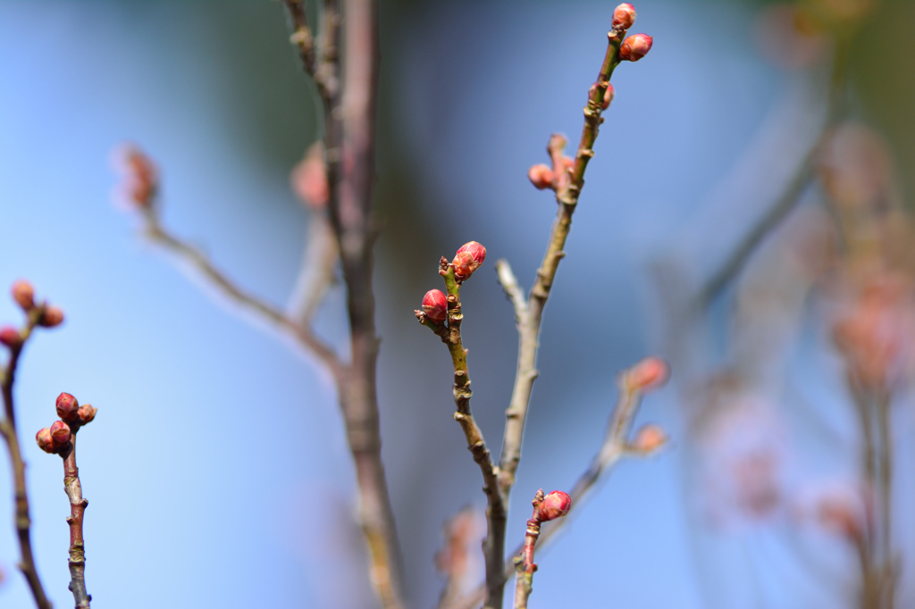 紅梅の～春を待ちわび～蕾かな～