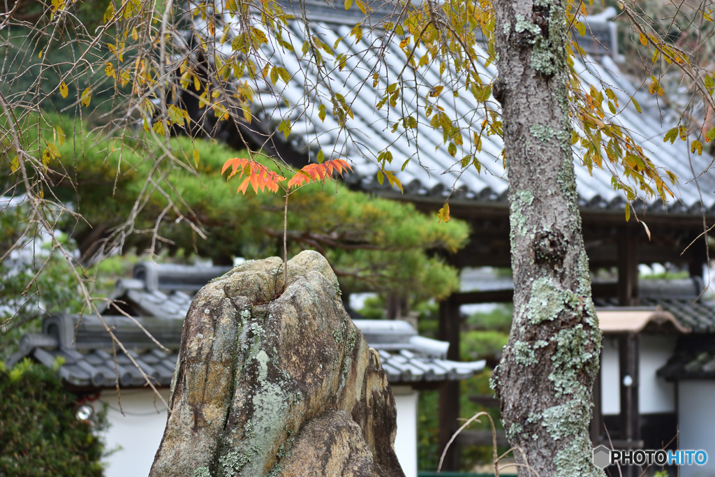 大池寺から石の上にも3年