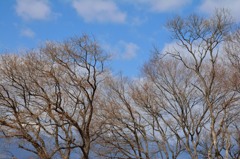 空と枝と風を感じて