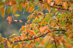 秋雨と紅葉の始まり