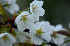 西福寺雨桜