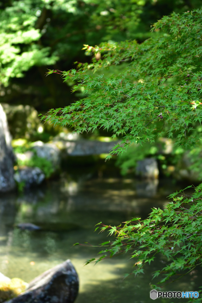 蓮華寺　庭園池