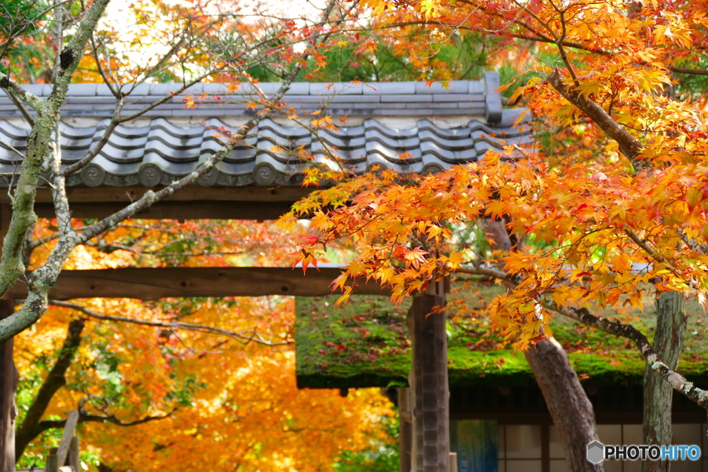 化野念仏寺2015の3