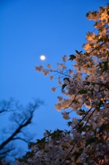夜桜と月を見上げて