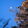 夜桜と月を見上げて