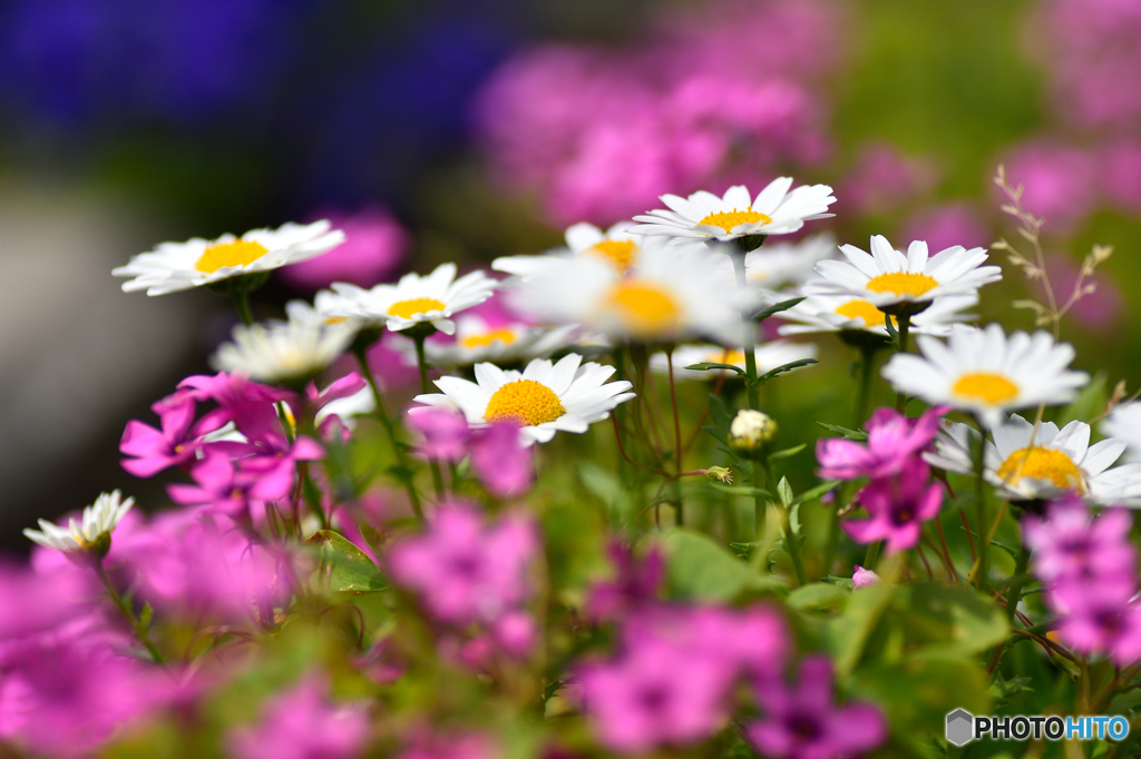 万象花壇春の花5