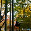 圓光寺　竹林と紅葉と黄葉