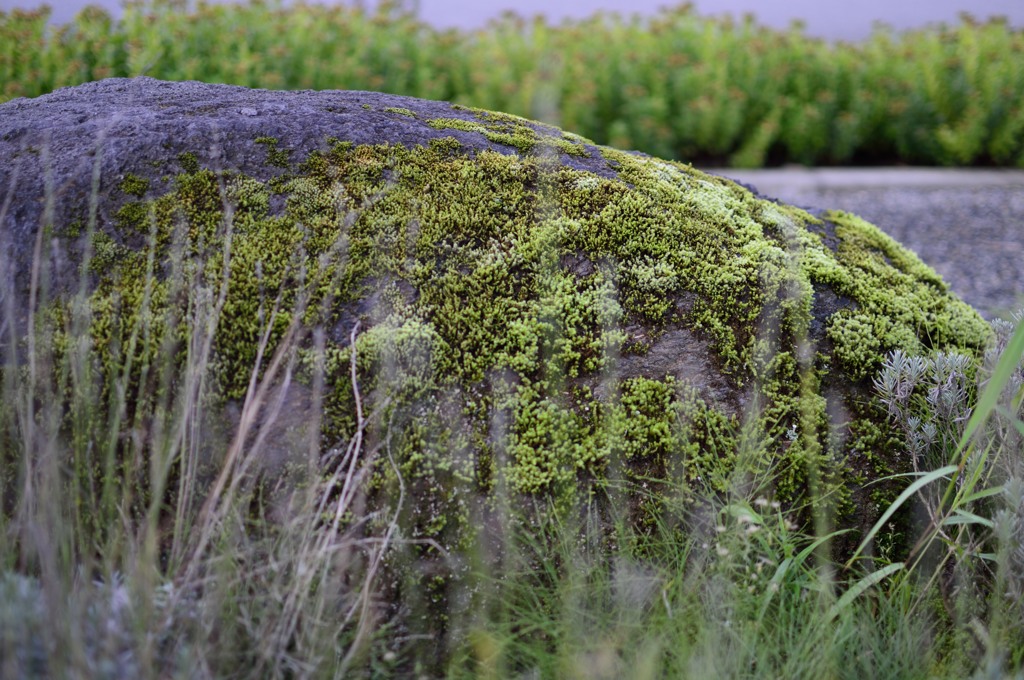 苔の石