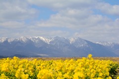 菜の花と比良山系