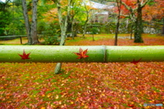 雨そして竹と紅葉