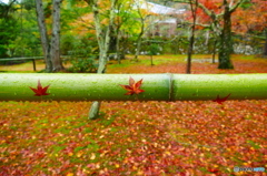 雨そして竹と紅葉