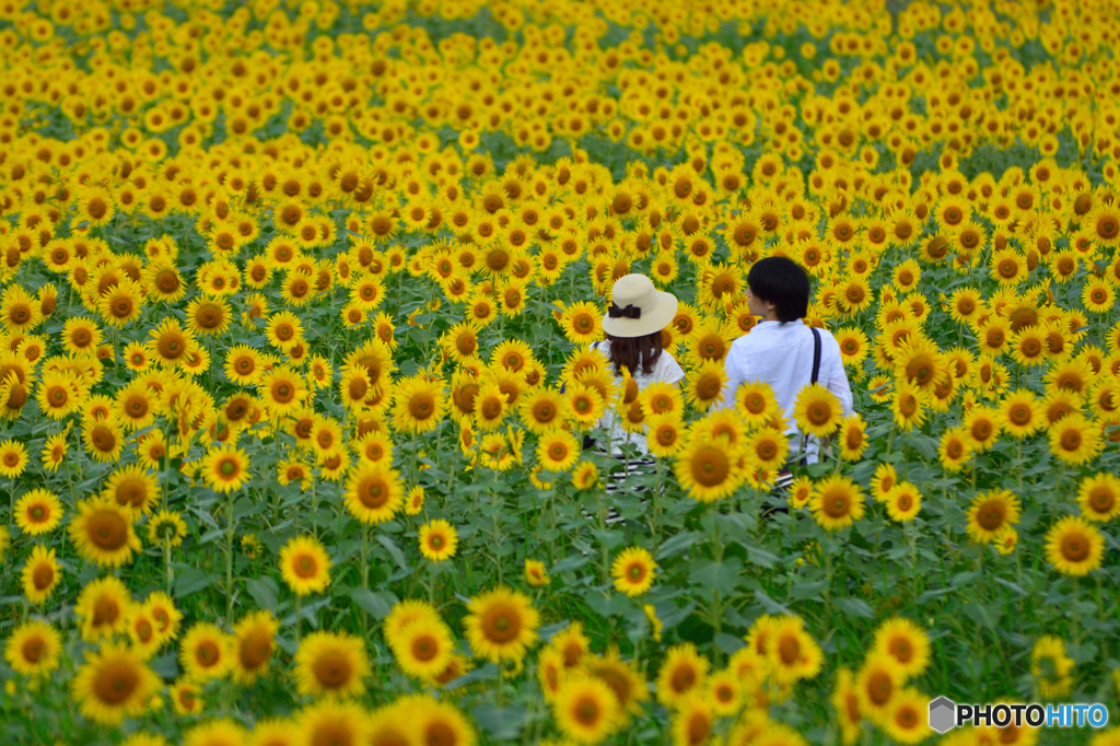 向日葵畑の休日 By 北陸のはるさん Id 写真共有サイト Photohito