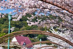 いつもの公園　桜見頃か！