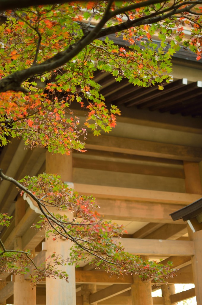 西福寺紅葉の始まり弐
