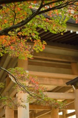 西福寺紅葉の始まり弐