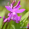万象花壇春の花3