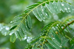 秋雨の水滴