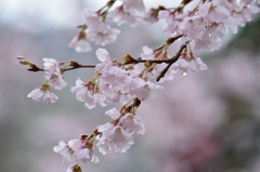 西福寺の雨桜、明日は晴桜