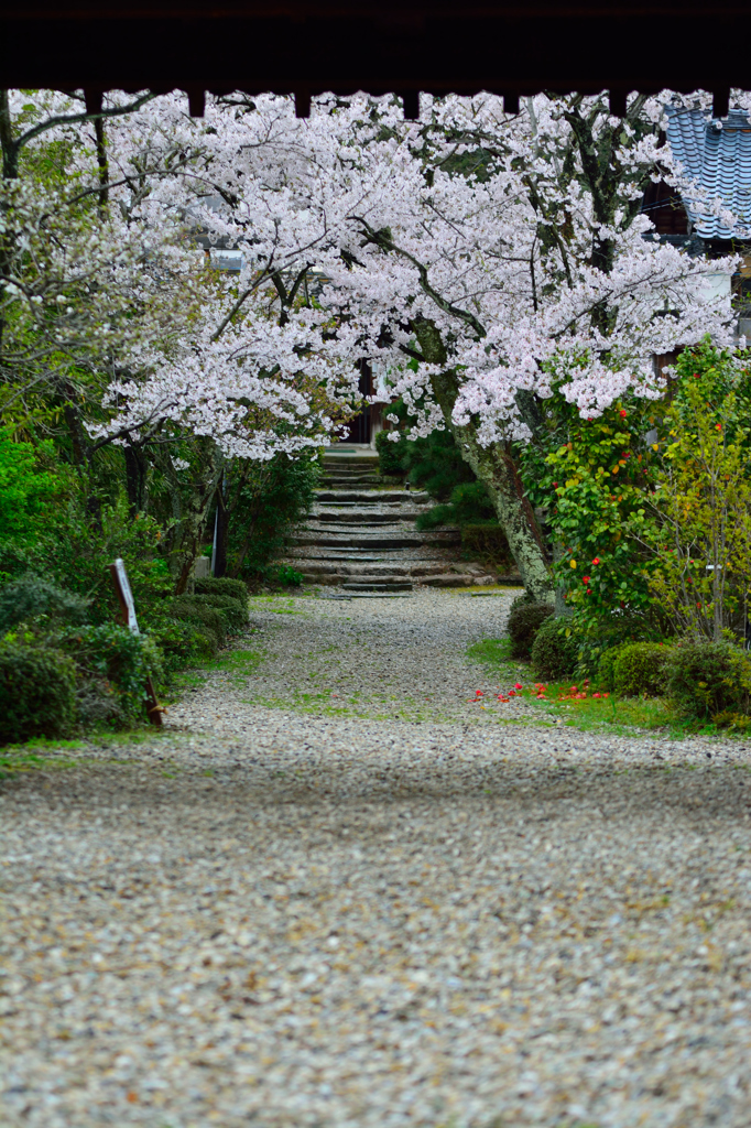 桜門