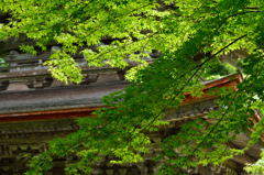 青葉と建造物