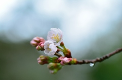 雨桜