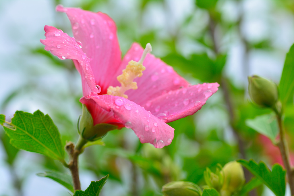 雨上がりに空を見上げて