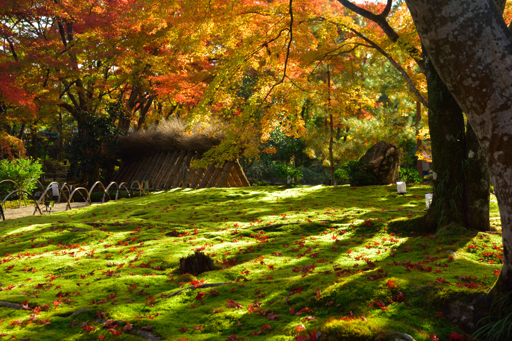 京都嵐山散策、宝厳院その四