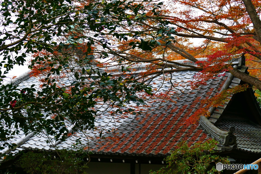 谷の御所霊鑑寺門跡2015の1