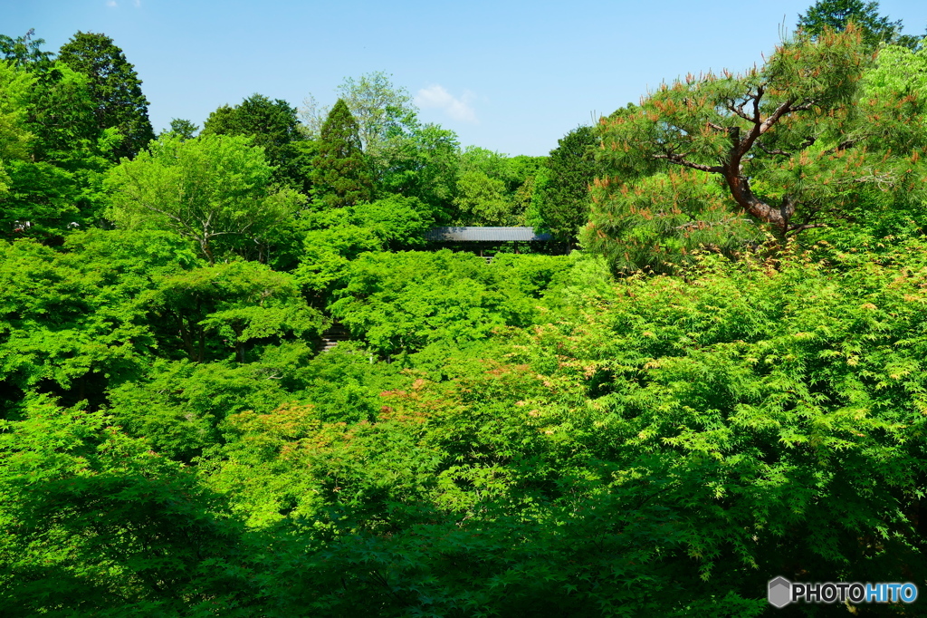 東福寺通天橋から望む