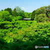 東福寺通天橋から望む