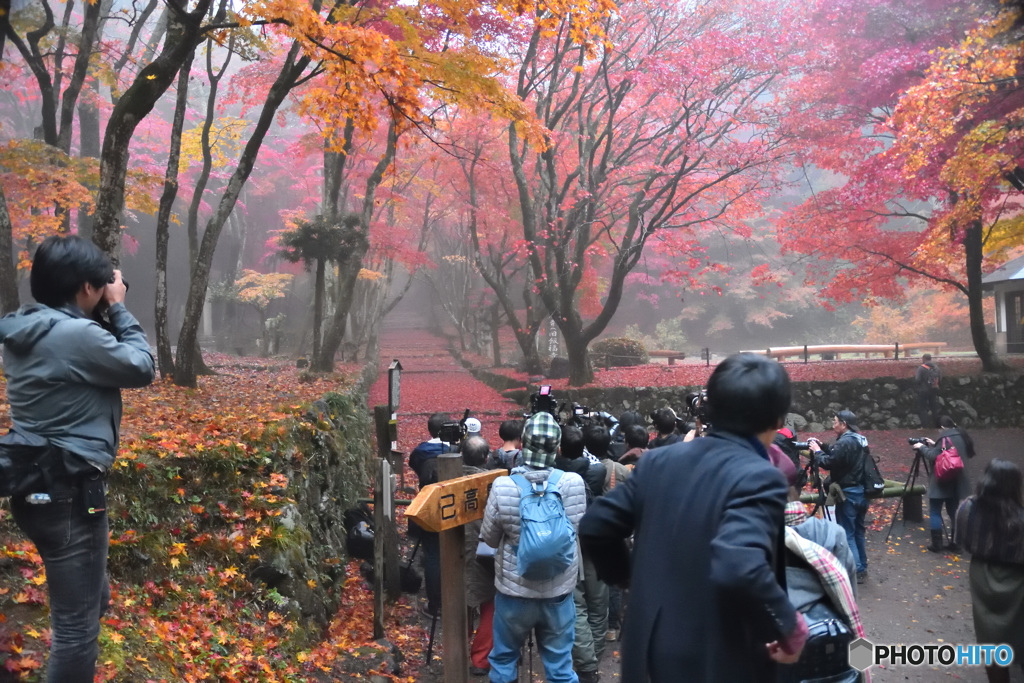 今朝の鶏足寺