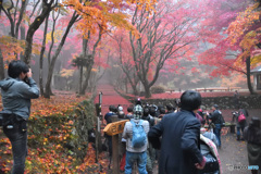 今朝の鶏足寺