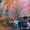 今朝の鶏足寺