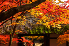 京都嵐山散策、常寂光寺壱