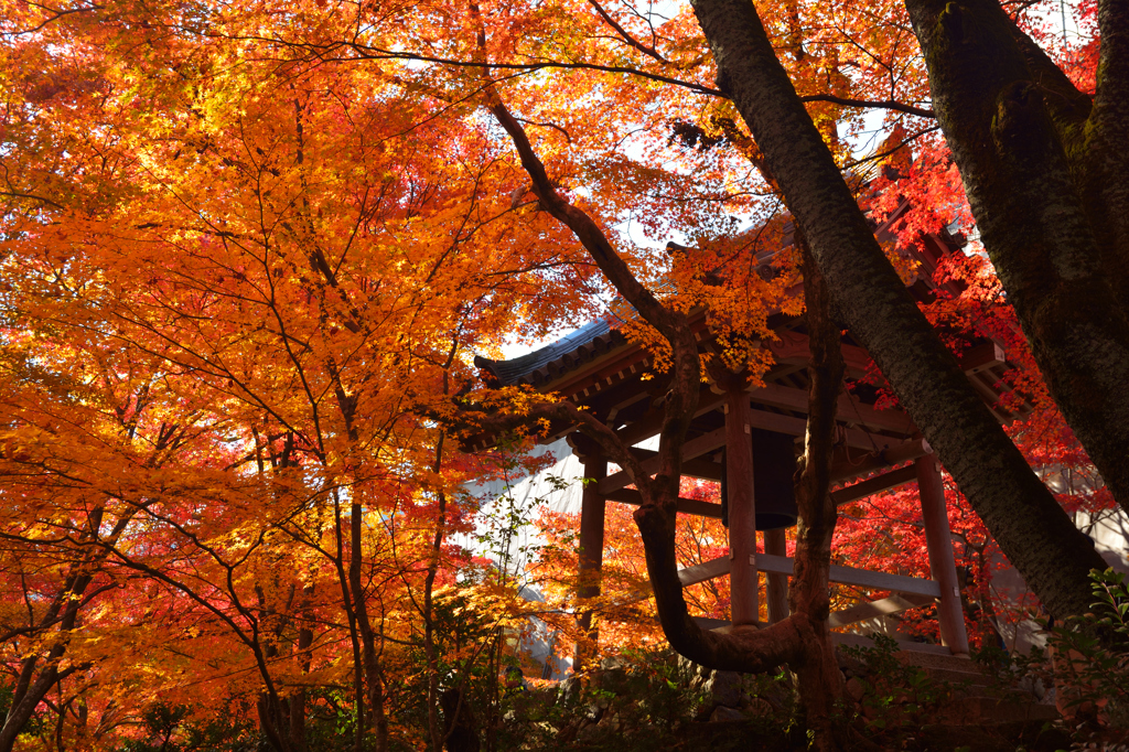 京都嵐山散策、常寂光寺弐