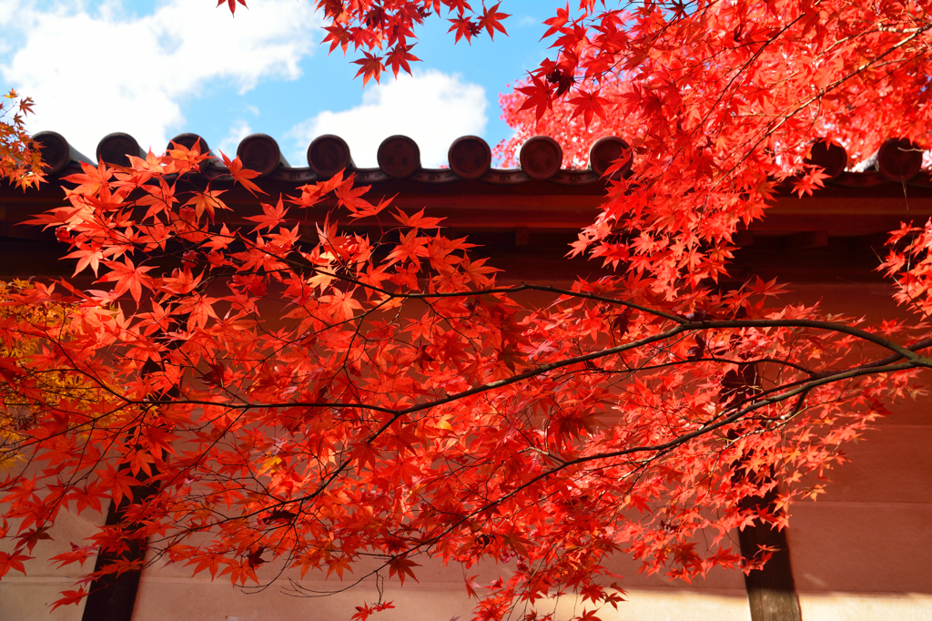 京都嵐山散策、二尊院、赤と青