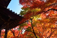 京都嵐山散策、宝筐院